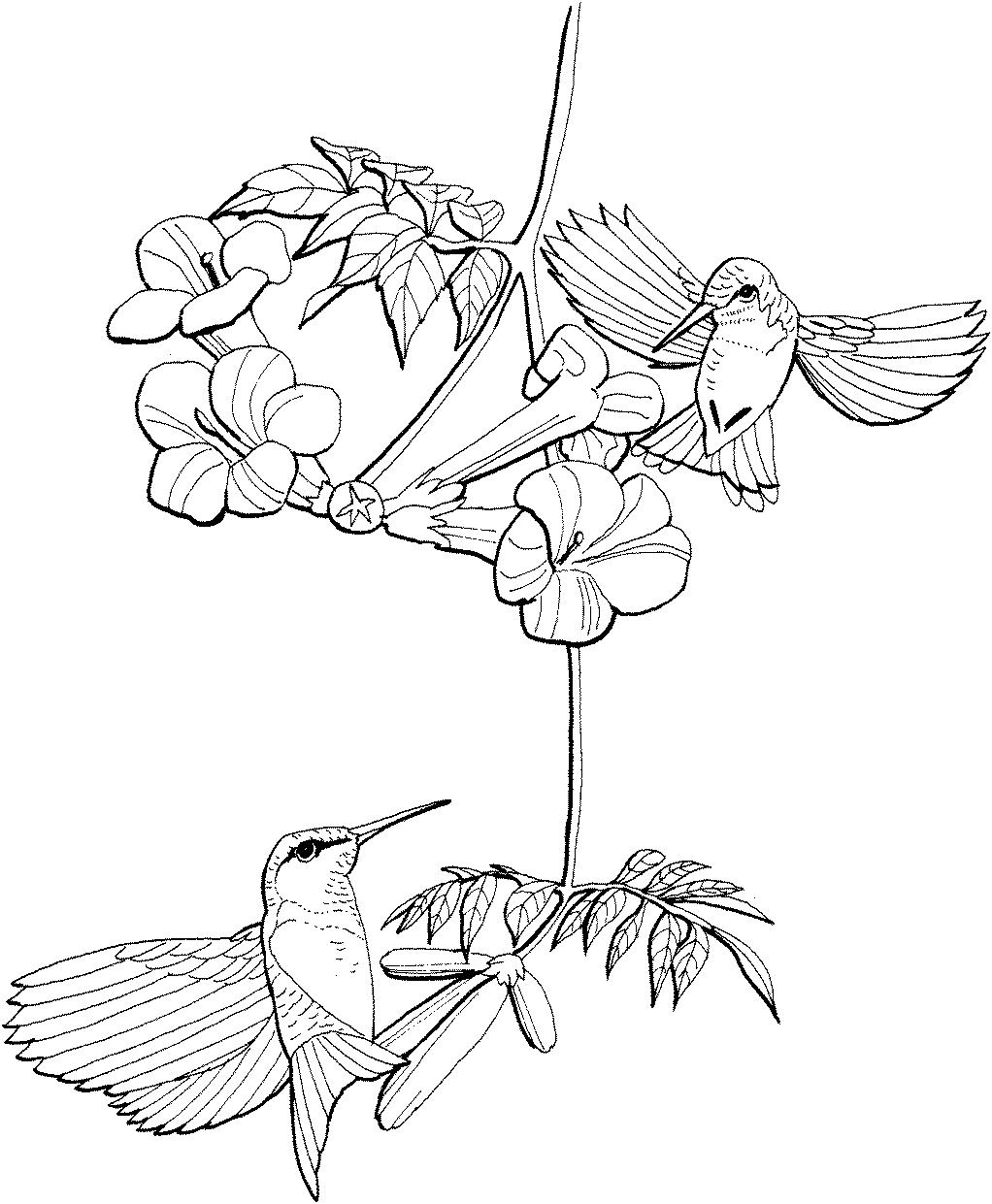 раскраска колибри